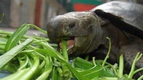 烏龜喜歡吃什麼